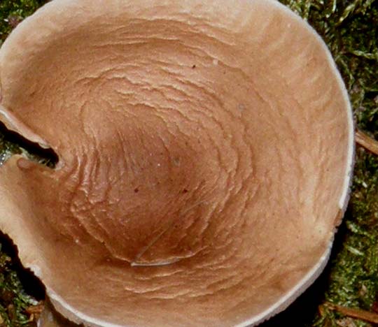 Una colonna col suo capitello